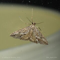 Evergestis subterminalis