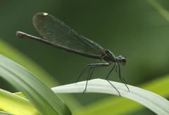 Calopteryx splendens