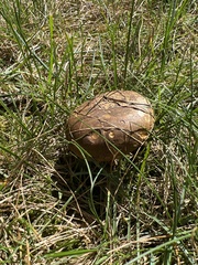 Aureoboletus innixus