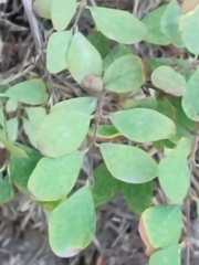 Symphoricarpos rotundifolius