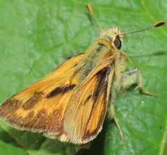 Ochlodes sylvanoides
