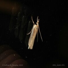 Crambus