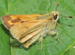 Ochlodes sylvanoides