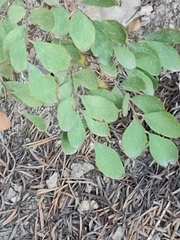 Symphoricarpos rotundifolius