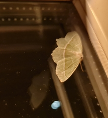 Campaea margaritaria