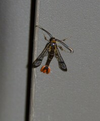 Synanthedon acerrubri