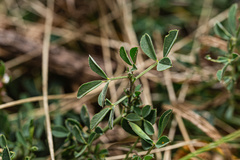 Medicago