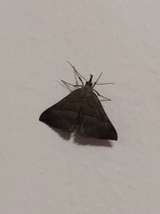 Hypena proboscidalis