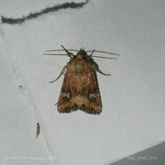 Lacinipolia stricta