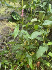 Persicaria amphibia