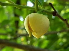 Annona glabra