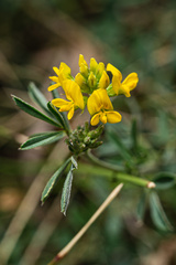 Medicago