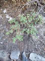 Symphoricarpos rotundifolius