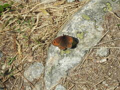 Erebia montanus