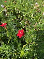 Ipomoea quamoclit