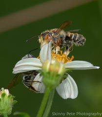 Megachile albitarsis