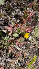 Potentilla crantzii