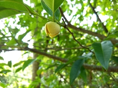 Annona glabra