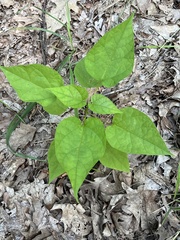 Catalpa speciosa