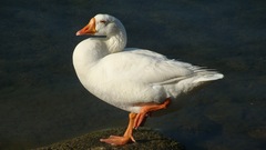 Anser anser domesticus × anser cygnoides domesticus