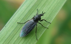 Dilophus febrilis