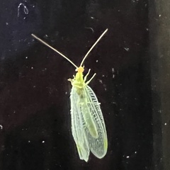 Chrysopa oculata