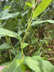 Persicaria amphibia