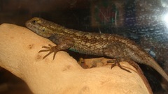 Sceloporus occidentalis