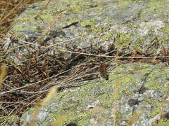 Erebia montanus