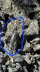 Ligia exotica
