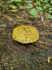 Suillus americanus