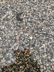 Glossiphoniidae