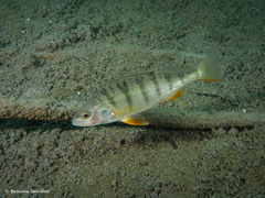 Perca fluviatilis