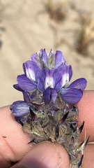 Lupinus kuschei