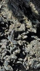 Ligia exotica