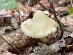 Entoloma murrayi
