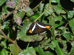 Adelpha