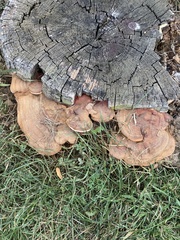 Ganoderma sessile