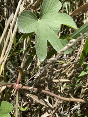 Humulus scandens