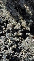 Ligia exotica
