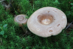 Lactarius trivialis
