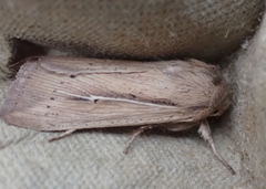 Leucania phragmitidicola