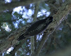 Picoides dorsalis
