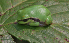 Hyla arborea