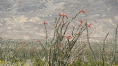 Fouquieria splendens splendens