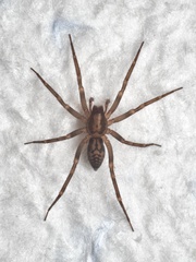 Liocranum rupicola