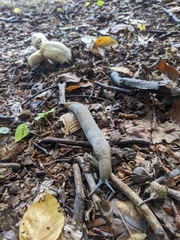 Limax cinereoniger