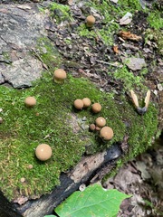 Lycoperdon echinatum