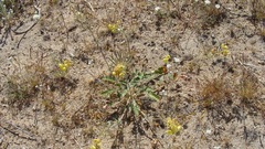 Chylismia claviformis