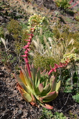 Dudleya brittonii